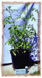 tomatolg.jpg (10906 bytes)